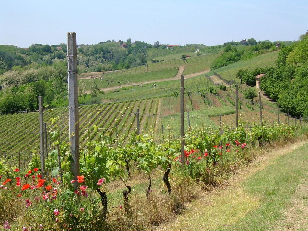 Cascina Rollone Villa Rocchetta Tanaro Kültér fotó